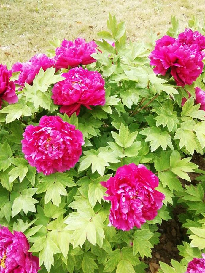 lADPDgfLMhKAulLNBQDNA8A_960_1280